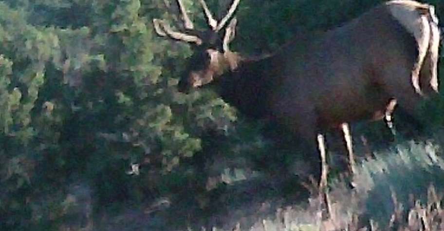 Colorado Archery Elk