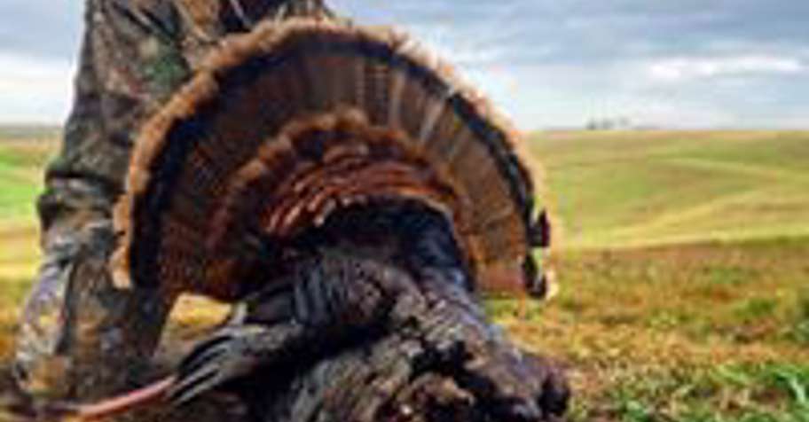 Spring Turkey Archery 3 Days Hunt