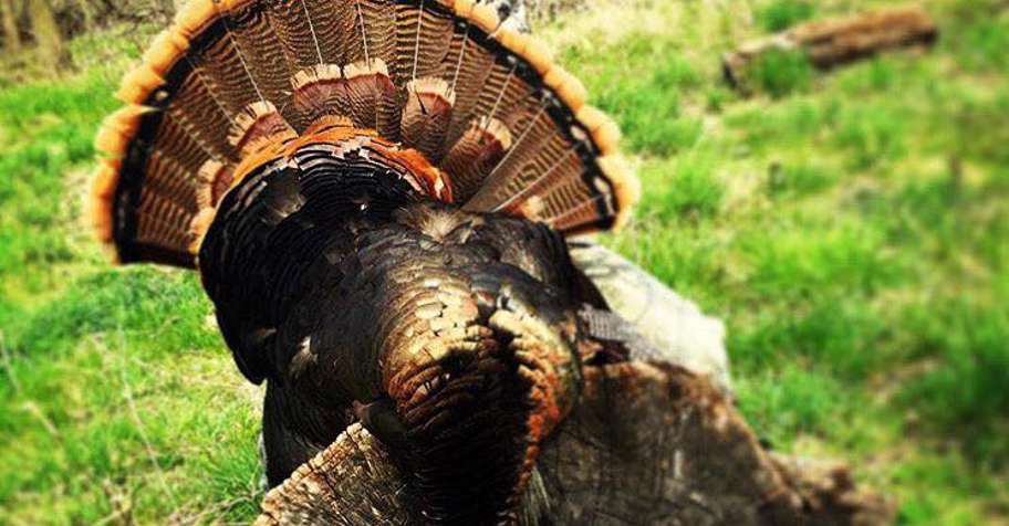 Spring Turkey Archery 1 Day Hunt