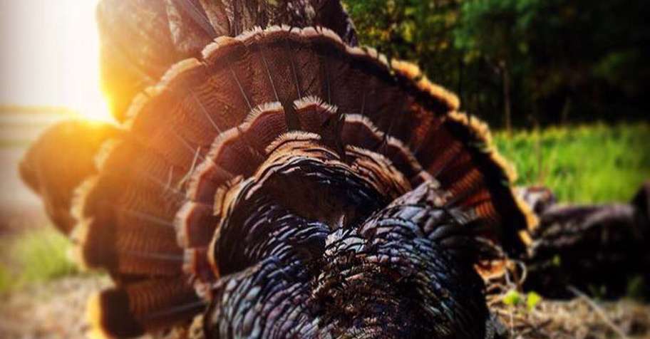 Spring Turkey 1 Day Hunt