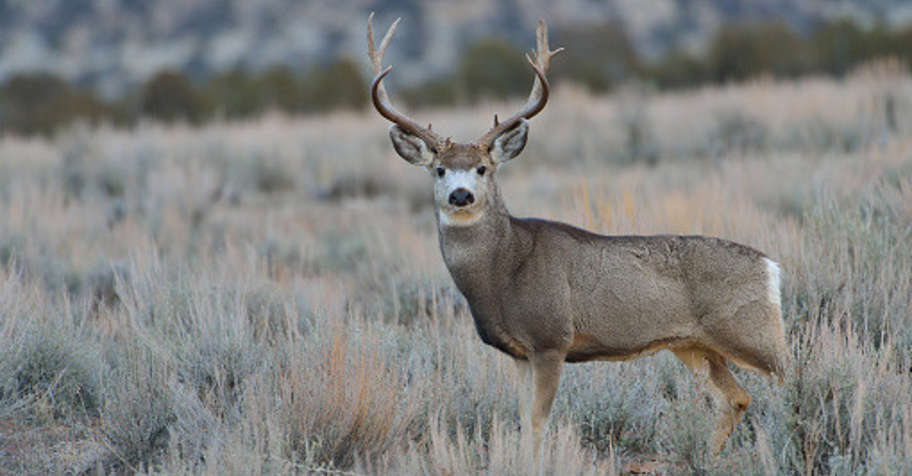 4 day guided only mule deer rifle