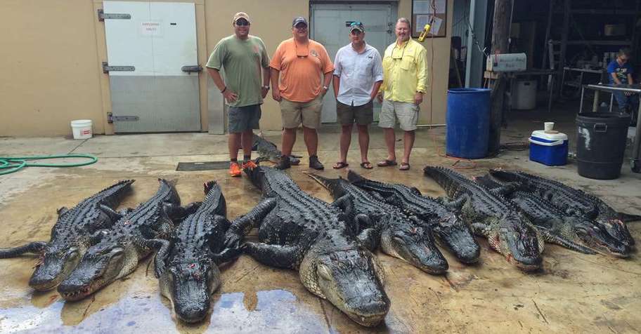 Alligator hunting trips - BookYourHunt.com