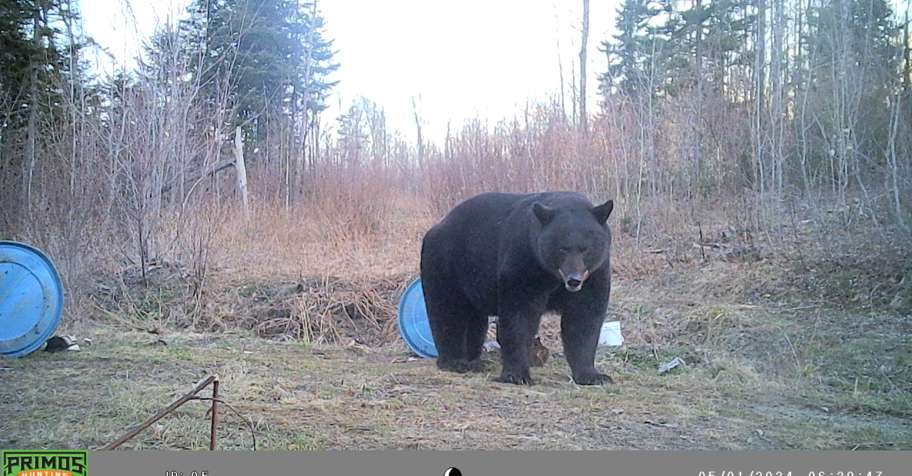 Fall Bear 26 "Group Hunt 2nd Bear Option