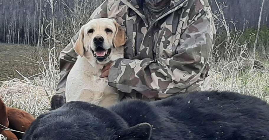 2 on 1 BC Spring Bear '2026