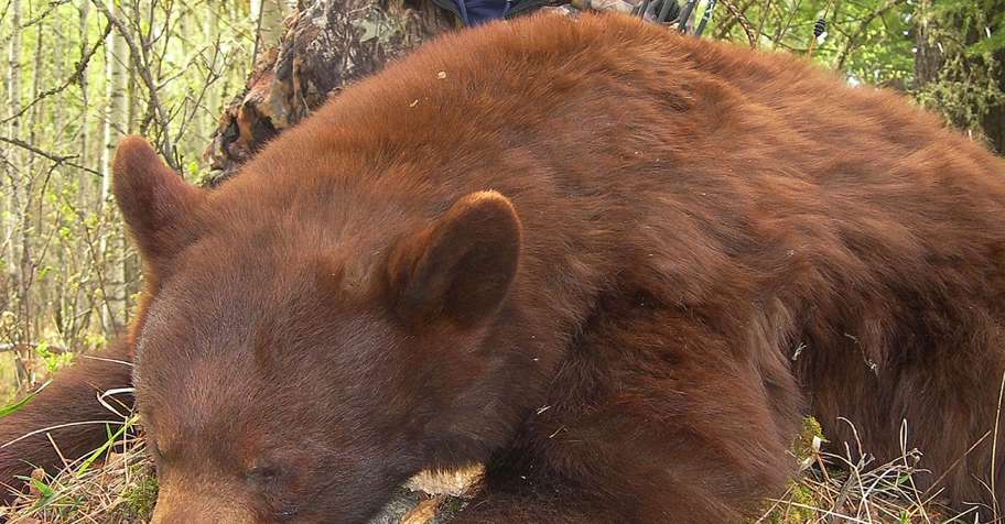 Spring Black Bear Hunt 2026
