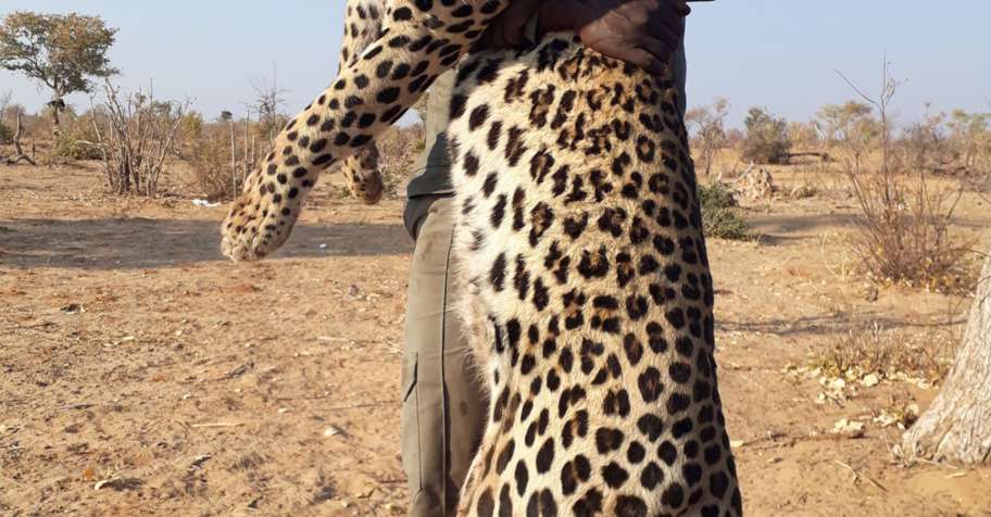 Leopard Safari Package