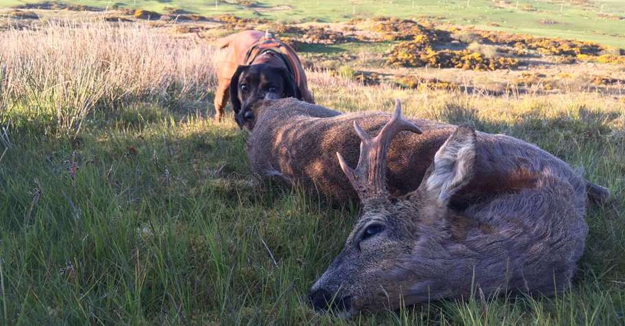 United Kingdom hunting trips - BookYourHunt.com