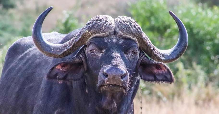 Free Range Buffalo hunt