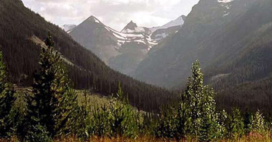 Black Bear Hunt (2x1, 2 Bears incl.) '26