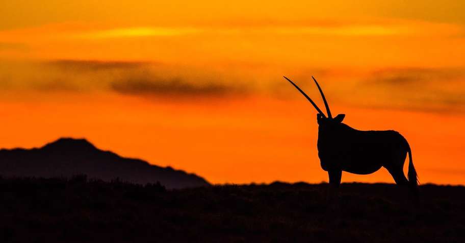 African Antelope Special