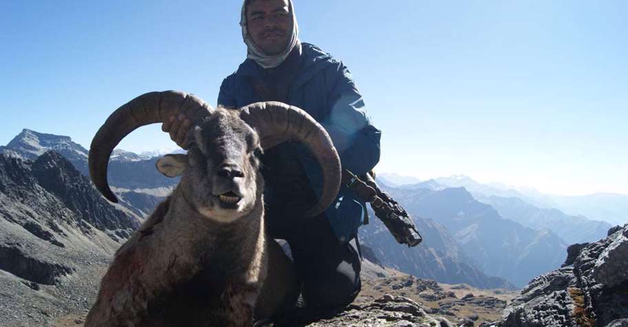 Blue Sheep hunting trips - BookYourHunt.com