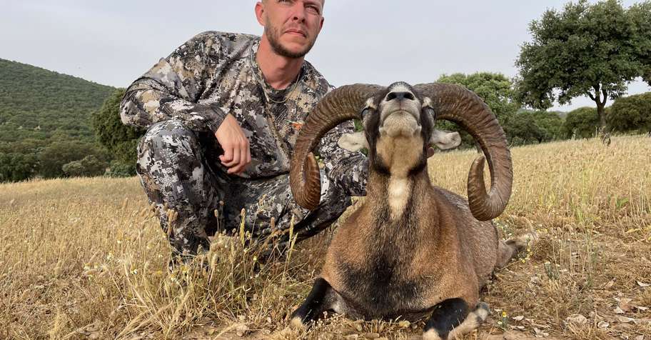 Iberian Mouflon Sheep hunt