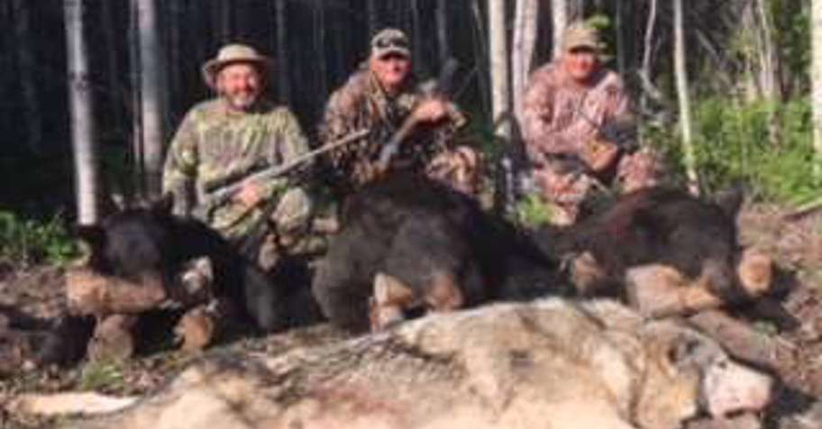 Alberta Timber Wolf Hunt