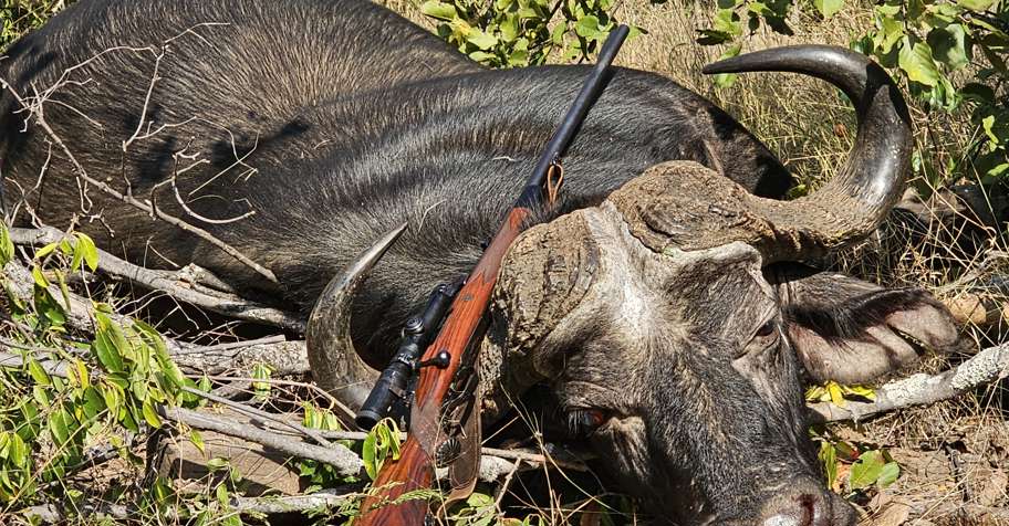 Cape Buffalo Special