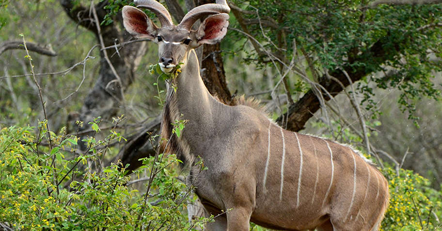 Kudu last 2025 Rifle Package