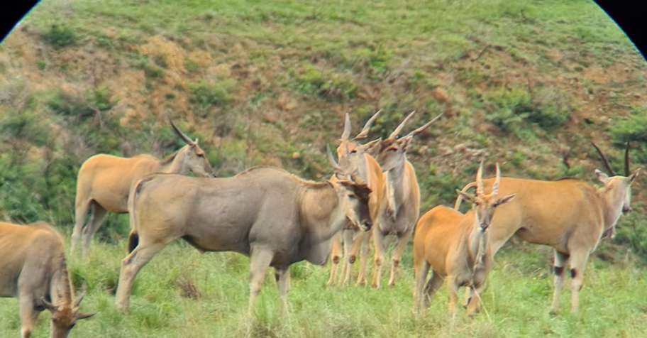 2:1 Classic Plains Game Safari