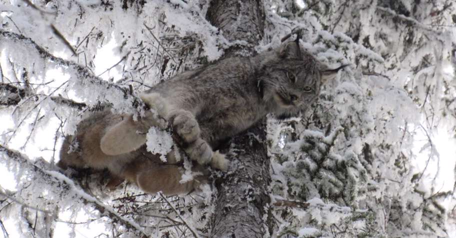 Winter Lynx Hunt