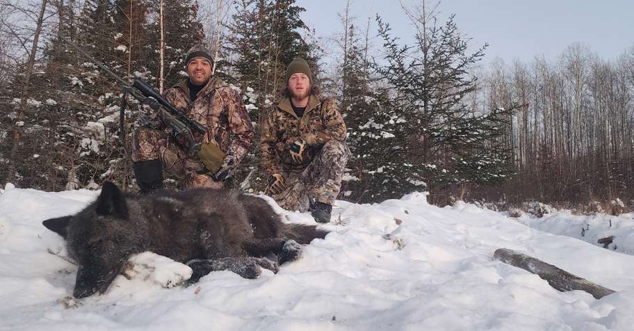 Winter Wolf Hunt in Alberta 2026