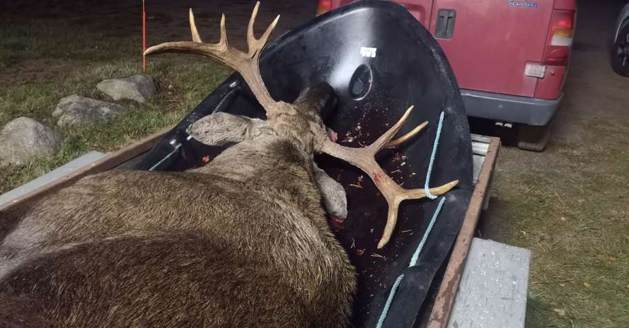 Flat Fee Moose Hunting with Dogs Package