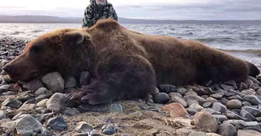 Katmai Brown Bears '26