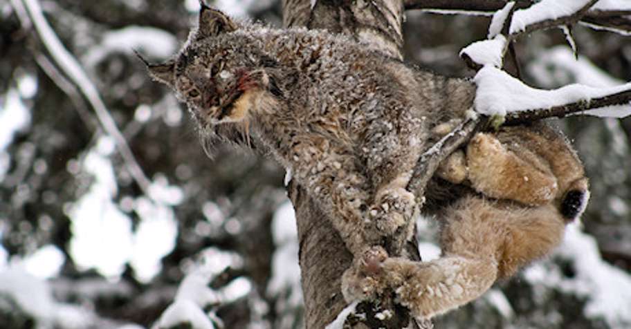 Lynx Hunt 1x1 - 2025 2026