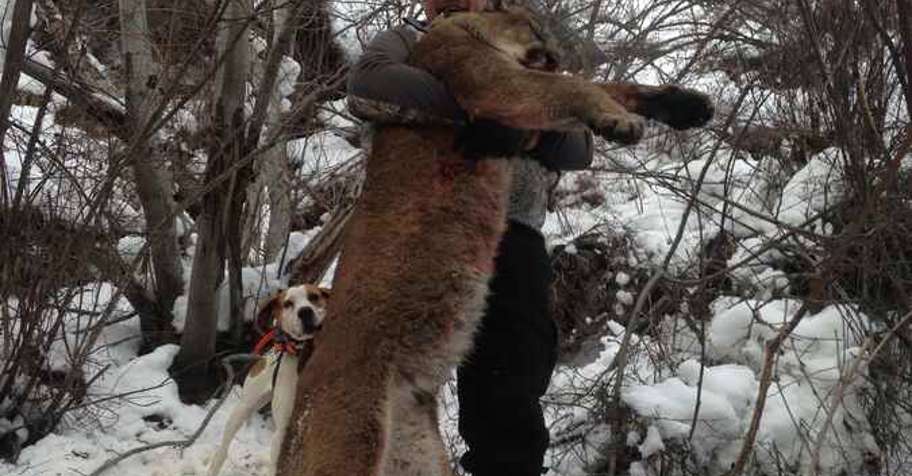 Wilderness Mountain Lion Hunt