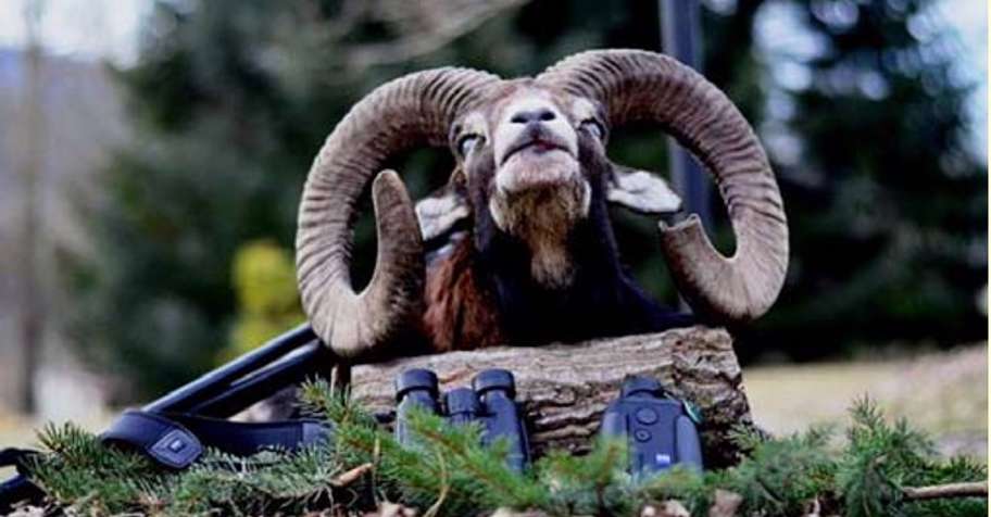 Bulgaria hunting trips - BookYourHunt.com