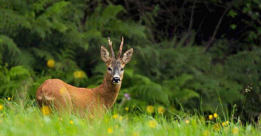 Czech Republic hunting trips - BookYourHunt.com