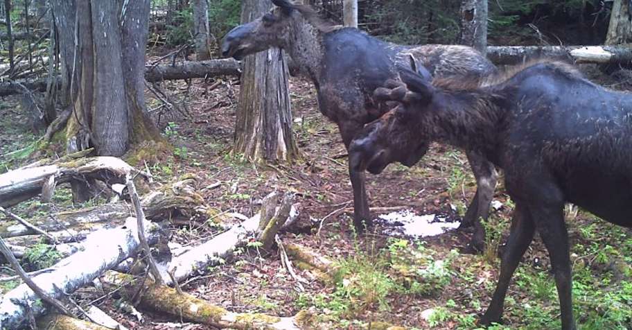 Lottery Draw Moose Hunt 2021 New Brunswick Canada Bookyourhunt Com