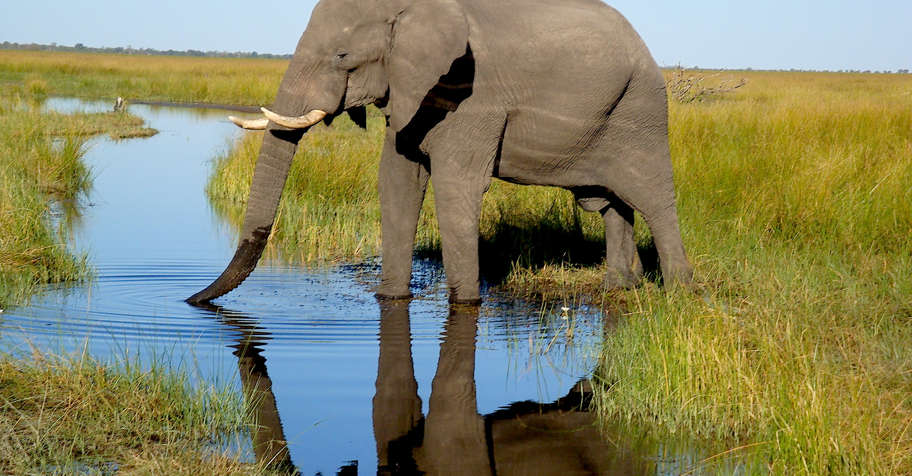 10 Day Non-Trophy Elephant Safari (1:1)