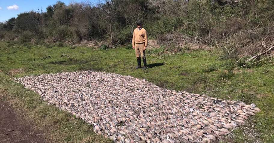 CAST & BLAST - DOVES + GOLDEN DORADO