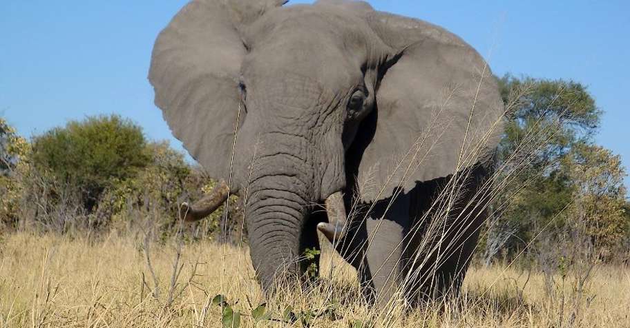 10 Day Caprivi Elephant Safari (1:1)