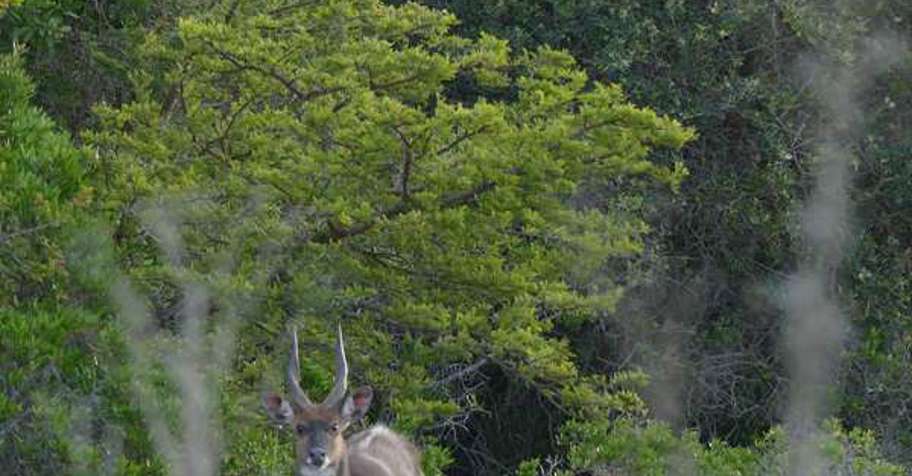 Eastern Cape Midlands Management Hunt