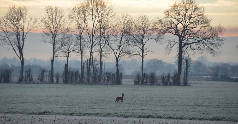 Roe Deer Management Hunt (-15% OFF)