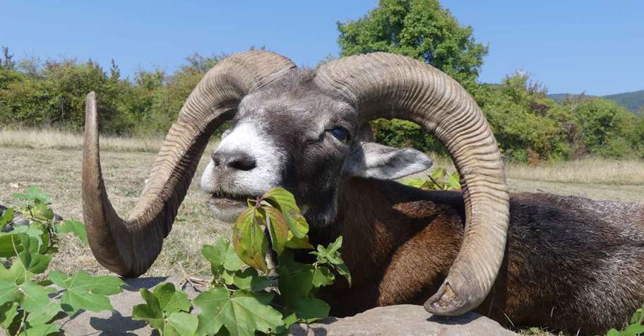MOUFLON Hunt