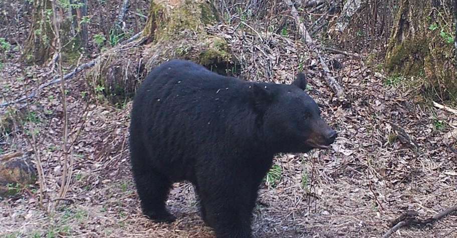 Alaska Highway Black Bear