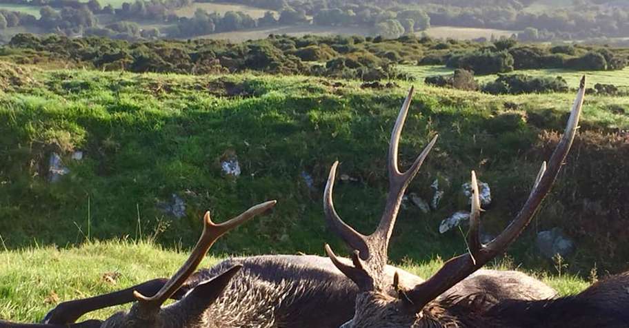 ireland hunting trips