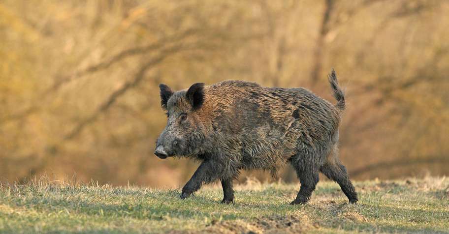 Hog hunting trips - BookYourHunt.com