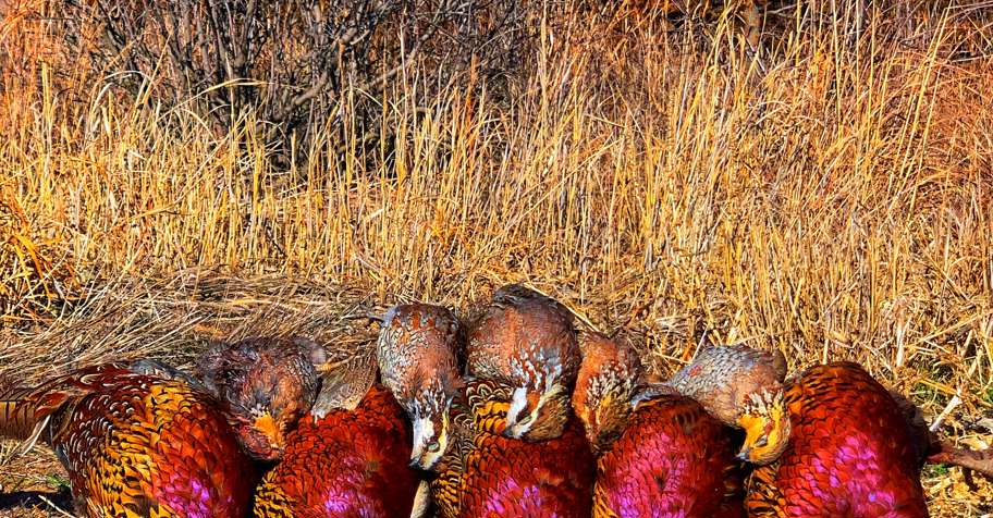 Kansas Pheasant & Quail Hunt '26