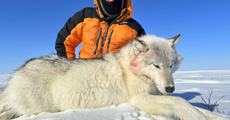BYH Arctic Tundra Wolf