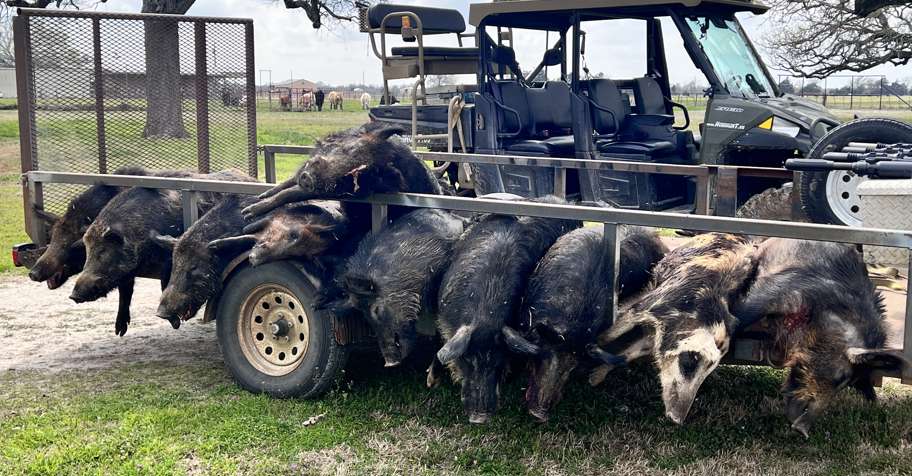 Thermal Hog Hunt '26