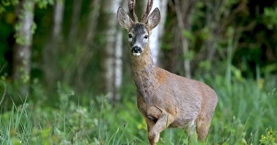 Belarus hunting trips - BookYourHunt.com