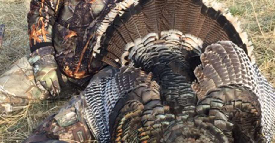 Spring MerriamTurkey Hunt