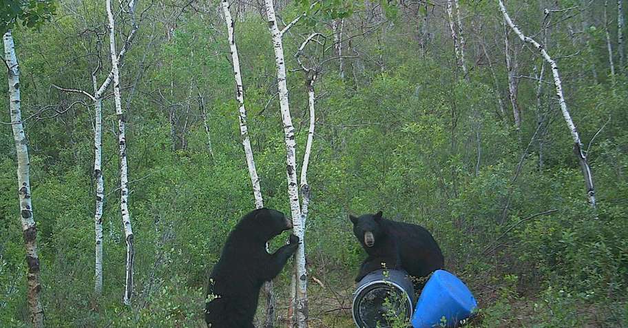 Spring Baited Black Bear Hunt '27