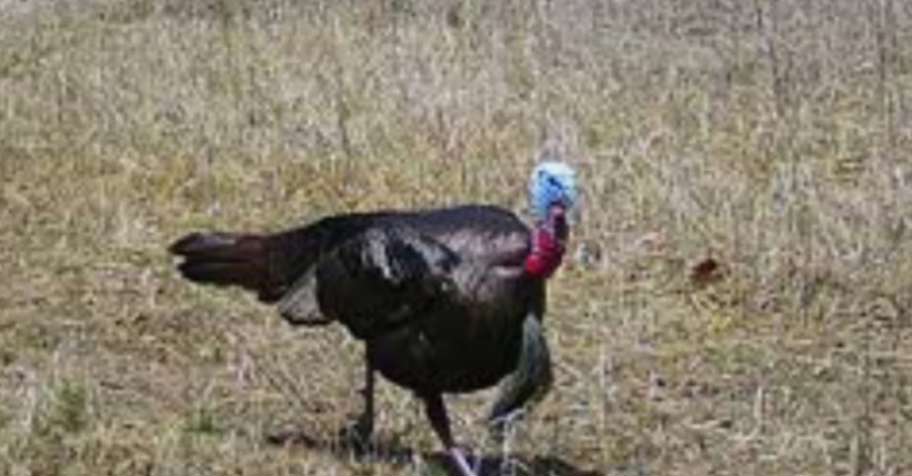 3 day Spring Missouri Gobblers '26