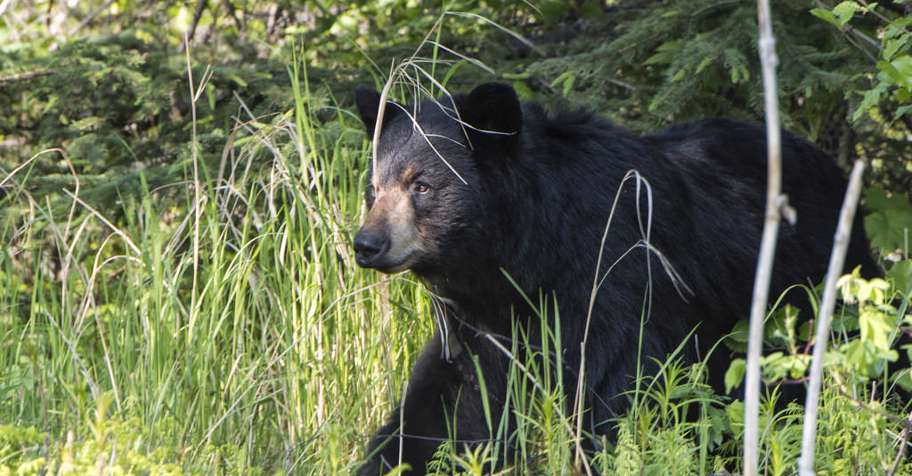 Black Bear Hunt (2x1, 4 Bears incl) '26