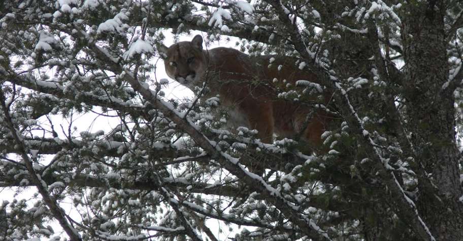 Cougar, Lynx & Bobcat Hunt (1x1) '26/27