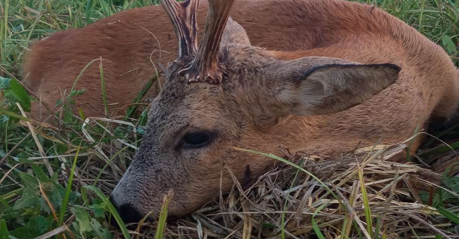 Trophy roe deer hunting