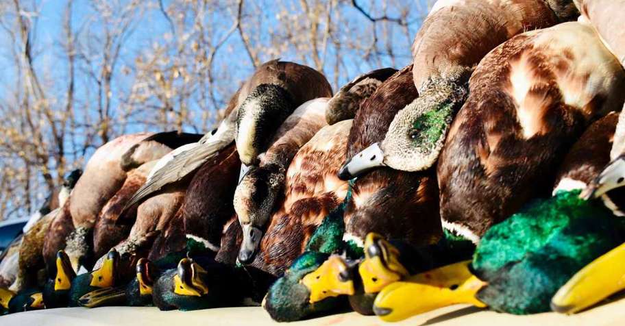 Kansas Duck Hunt 2026