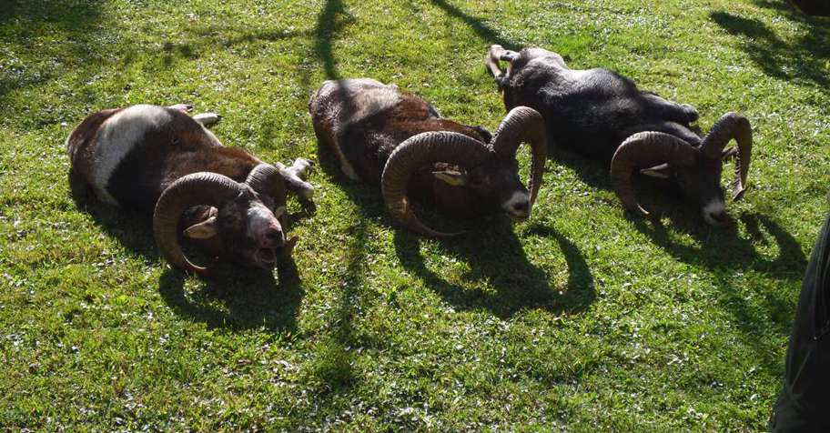 Bulgaria hunting trips - BookYourHunt.com